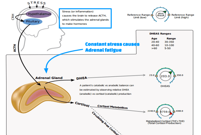 Diagram of how stress is effected by Adrenals and DHEA for the article 'Adrenals, DHEA, and the Effects of Stress' proBLENopathy
