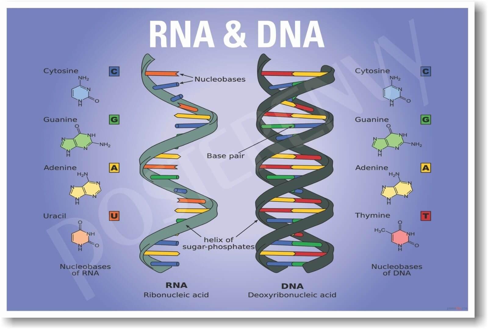 Article cover of 'The Key Roles of DNA and RNA and What They Mean' with the cell structure of RNA and DNA. - proBLENopathy