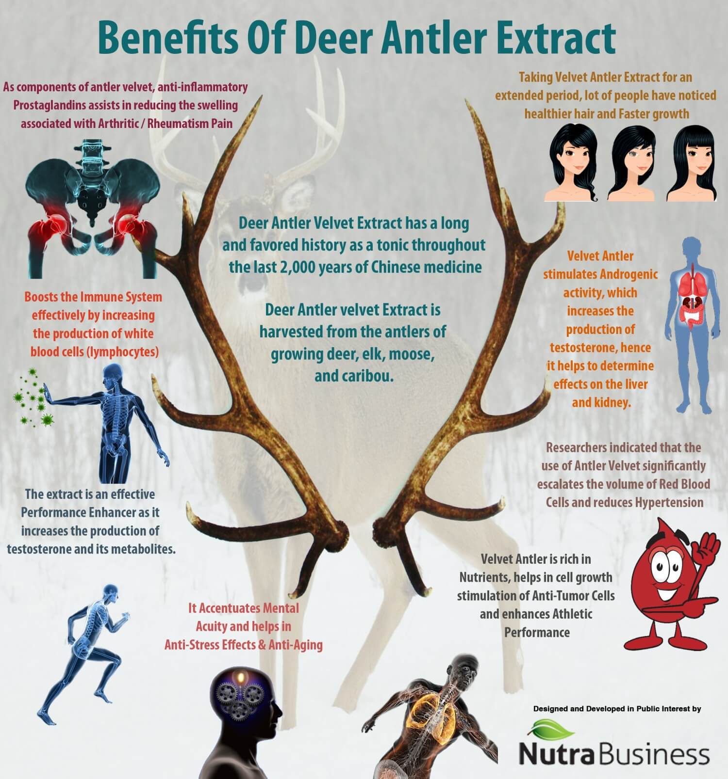 Article cover for 'The Benefits of Deer Antler Velvet' with deer antlers and a digram of information about the extract of them. - proBLENopathy
