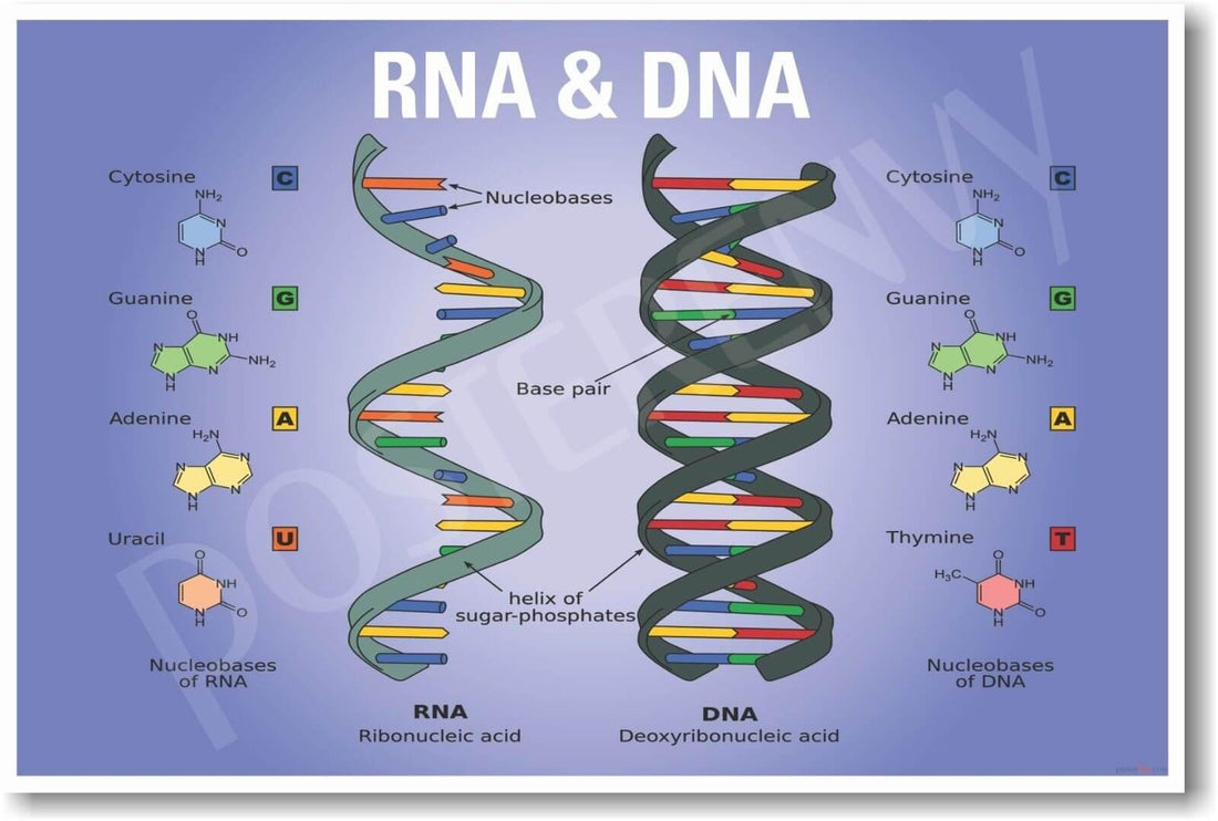 Article cover of 'The Key Roles of DNA and RNA and What They Mean' with the cell structure of RNA and DNA. - proBLENopathy