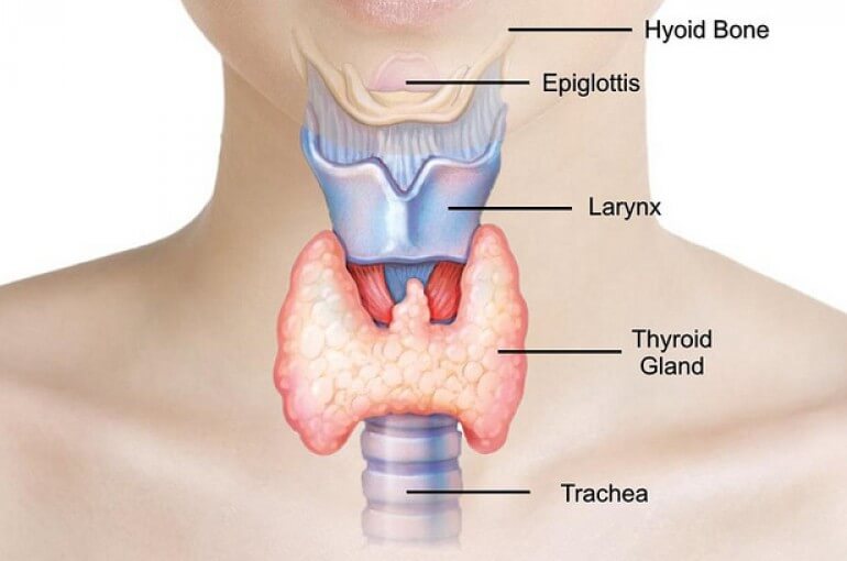 Article cover of 'The Effects of Thyroid Hormone Imbalance' with a diagram of the throat.
