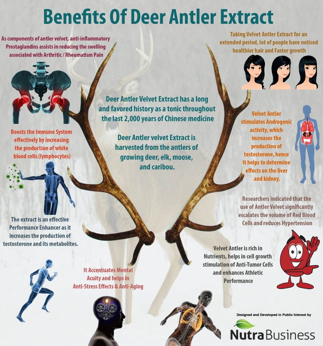 Article cover for 'The Benefits of Deer Antler Velvet' with deer antlers and a digram of information about the extract of them. - proBLENopathy